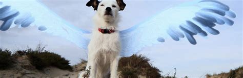  De Vliegende Hond! Een Ontzagwekkende Folkore Vertelling uit 16e-eeuws Zuid-Afrika.