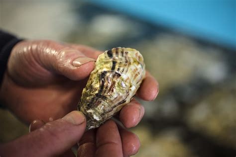 加熱用牡蠣 下処理 〜海の恵みを引き出す秘訣〜