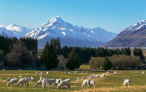 ニュージーランド 観光 おすすめ: なぜ羊が空を飛ぶのかを考える旅