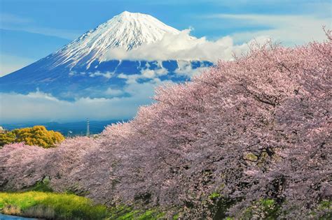 静岡 グルメ 名物 ～ 富士山の麓で味わう絶品の数々