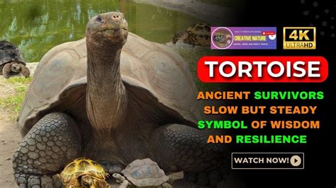 The Unbreakable Tortoise Shell! A Tale of Resilience and Wisdom from 16th Century Nigeria