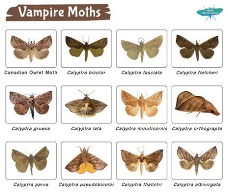  The Vampire Moth! An Exploration into Filipino Folklore and Ancient Beliefs